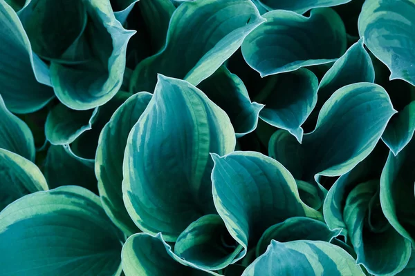 Fondo Con Primer Plano Hojas Flores Hosta Japón Azul Verde — Foto de Stock