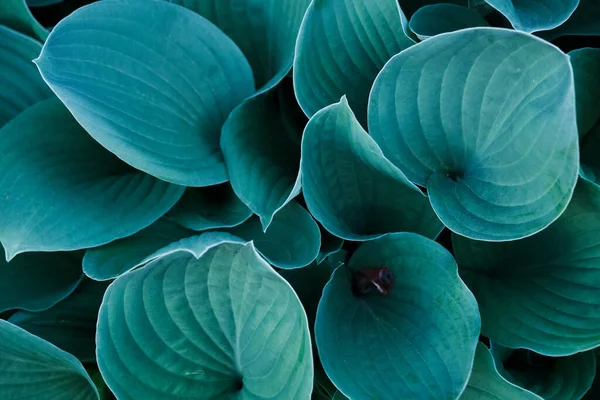 Fondo Con Primer Plano Hojas Flores Hosta Japón Azul Verde — Foto de Stock