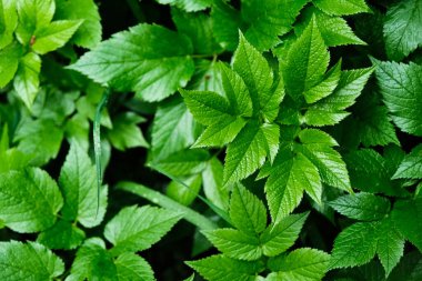 Yeşil yaprak deseni, bahçede çiçek açan bitki, doğal doku arka plan, taze bir bitkinin yakın çekimi, ilkbahar ormanı, yaprak detayı, yemyeşil yeşillik alanı yakın plan, bitkisel park çayırı