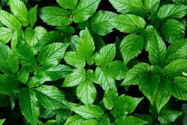 Yeşil yaprak deseni, bahçede çiçek açan bitki, doğal doku arka plan, taze bir bitkinin yakın çekimi, ilkbahar ormanı, yaprak detayı, yemyeşil yeşillik alanı yakın plan, bitkisel park çayırı