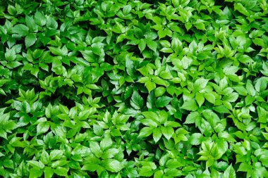 Yeşil yaprak deseni, bahçede çiçek açan bitki, doğal doku arka plan, taze bir bitkinin yakın çekimi, ilkbahar ormanı, yaprak detayı, yemyeşil yeşillik alanı yakın plan, bitkisel park çayırı