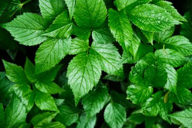 Yeşil yaprak deseni, bahçede çiçek açan bitki, doğal doku arka plan, taze bir bitkinin yakın çekimi, ilkbahar ormanı, yaprak detayı, yemyeşil yeşillik alanı yakın plan, bitkisel park çayırı