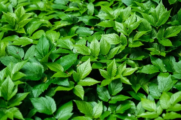 Verde Padrão Folhas Florescendo Erva Flor Jardim Livre Fundo Textura — Fotografia de Stock