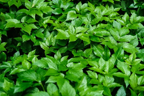 Hijau Mekar Pola Daun Mekar Herbal Taman Luar Ruangan Tekstur — Stok Foto