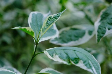 Deren beyazından güzel yeşil yapraklar, yapraklar yakın plan, bitki detayı makro, yaz bahçesinde taze çalı, doğa arka plan, doğal sulu yeşillik yakın plan, çiçek yeşilliği güzellik
