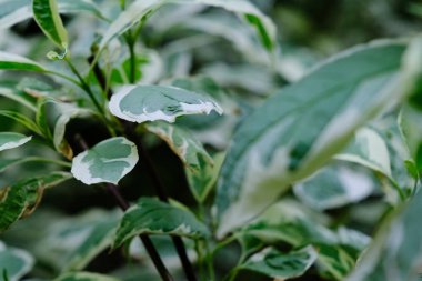 Deren beyazından güzel yeşil yapraklar, yapraklar yakın plan, bitki detayı makro, yaz bahçesinde taze çalı, doğa arka plan, doğal sulu yeşillik yakın plan, çiçek yeşilliği güzellik