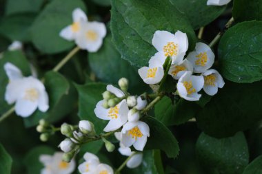 Yeşil yapraklı güzel beyaz filadelphus çiçekleri, çalı çiçekleri, yasemin çalılarında açan yapraklar yaz bahçesinde yakın plan dalları, çiçek desenli çalı yaprakları, arka plan