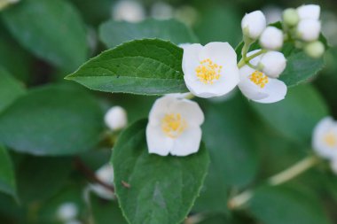 Yeşil yapraklı güzel beyaz filadelphus çiçekleri, çalı çiçekleri, yasemin çalılarında açan yapraklar yaz bahçesinde yakın plan dalları, çiçek desenli çalı yaprakları, arka plan