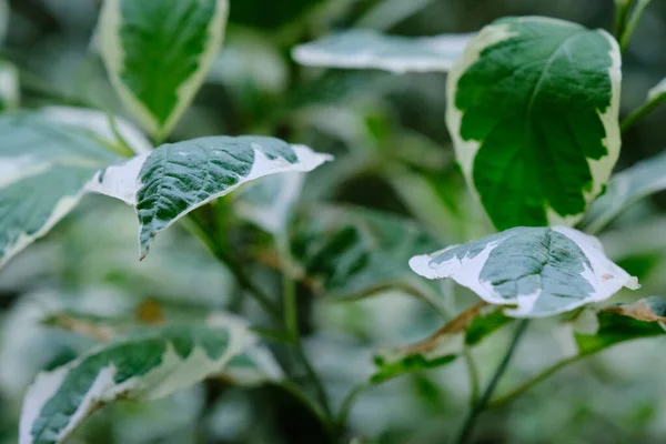 Daun Hijau Yang Indah Dari Semak Putih Deren Daun Close — Stok Foto