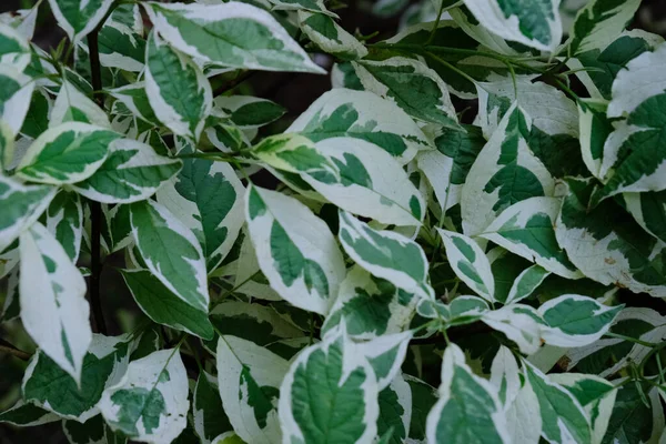 Daun Hijau Yang Indah Dari Semak Putih Deren Daun Close — Stok Foto