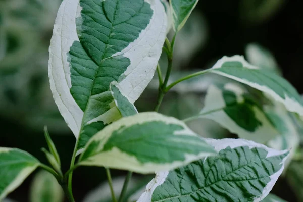 Vackra Gröna Blad Deren Vit Buske Blad Närbild Växt Detalj — Stockfoto