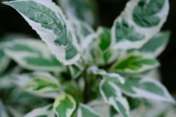 Daun Hijau Yang Indah Dari Semak Putih Deren Daun Close — Stok Foto