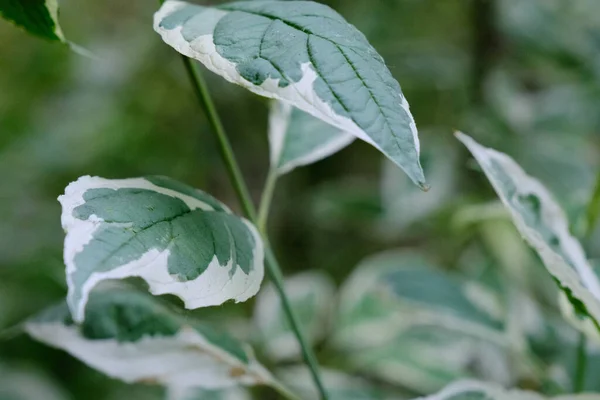 Daun Hijau Yang Indah Dari Semak Putih Deren Daun Close — Stok Foto