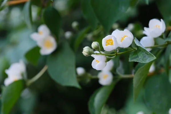 Beautiful White Philadelphus Flowers Green Leaves Outdoors Bush Blossom Blooming — Stock Photo, Image