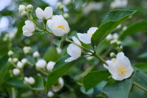 Bunga Philadelphus Putih Yang Indah Dengan Daun Hijau Luar Ruangan Stok Gambar Bebas Royalti