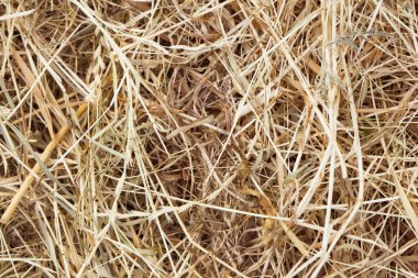 saman balyası dokusu, kuru desenli saman arkaplanı, kırsal alanda altın saman yığını, bir kök yığınına yakın, biçilmiş çimen deseni, çiftlikte sarı saman yığını, açık bir çayırda yatan kahverengi otlar