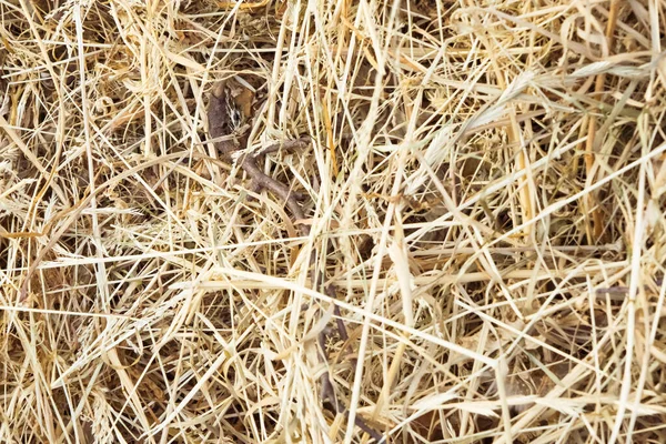 hay bale texture, dry textured straw background, golden haystack in the rural field, close up of a stem stack, mown grass pattern, yellow straw heap at the farm, brown lying herb on a meadow outdoors