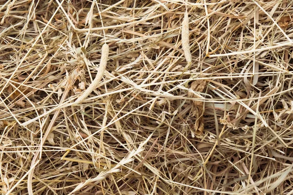 Hay Bale Texture Dry Textured Straw Background Golden Haystack Rural — Stock Photo, Image