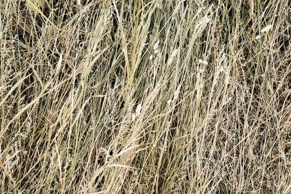 干し草の俵の質感 乾燥した質感のわらの背景 農村部の黄金の干し草 茎のスタックの近く 芝生のパターン 農場での黄色のわらのヒープ 屋外の牧草地に草の上に横たわっている茶色のハーブ — ストック写真