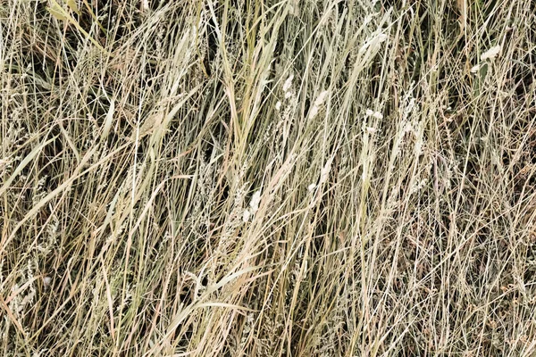 Heuballen Textur Trocken Strukturierter Strohhintergrund Goldener Heuhaufen Auf Dem Land — Stockfoto