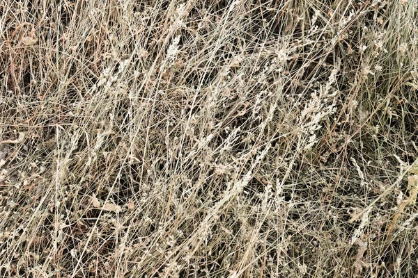 Hay Bale Texture Dry Textured Straw Background Golden Haystack Rural — Stock Photo, Image