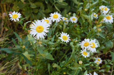 blooming yellow camomile flowers with white petals in a green grass field, flower buds in the summer garden outdoors, blossom chamomile on a meadow, wild plant and herb close-up, floral background