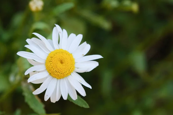 Bunga Camomile Kuning Mekar Dengan Kelopak Putih Padang Rumput Hijau Stok Gambar