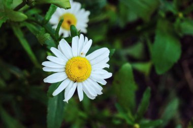 blooming yellow camomile flowers with white petals in a green grass field, flower buds in the summer garden outdoors, blossom chamomile on a meadow, wild plant and herb close-up, floral background