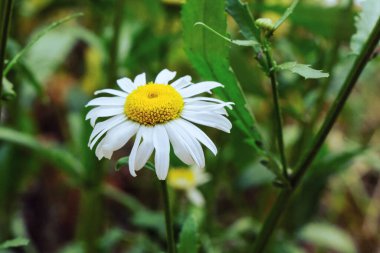 blooming yellow camomile flowers with white petals in a green grass field, flower buds in the summer garden outdoors, blossom chamomile on a meadow, wild plant and herb close-up, floral background