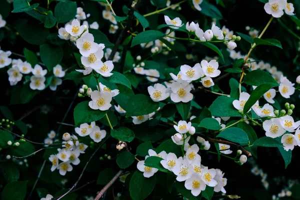 Hermosas Flores Filadelfo Blanco Con Hojas Verdes Aire Libre Flor — Foto de Stock