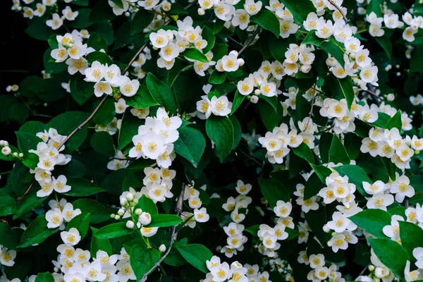 美丽的白色菲拉底花 灌木花 盛开的花瓣在茉莉花丛枝条上 夏园中紧密相连 灌木叶有花图案 — 图库照片