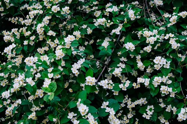 Beautiful White Philadelphus Flowers Green Leaves Outdoors Bush Blossom Blooming — Stock Photo, Image