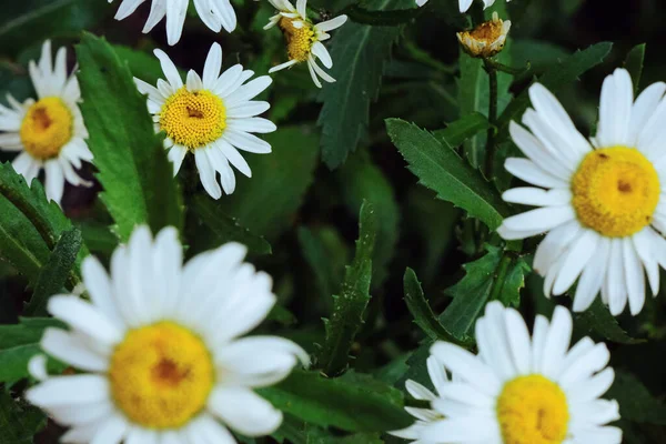 Blooming Yellow Camomile Flowers White Petals Green Grass Field Flower — Stock Fotó