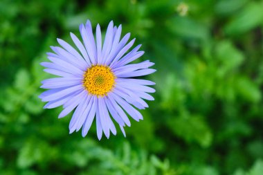 close-up, yellow with violet petals daisy flowers on green leaves in the bloom summer garden outdoors, beautiful blooming Doronicum Orientale background, colorful blossom flower heads pattern, macro