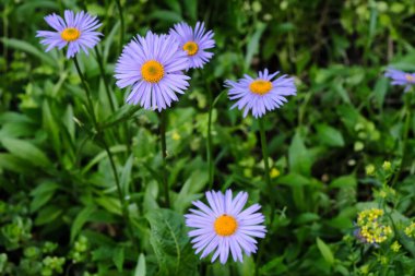 close-up, yellow with violet petals daisy flowers on green leaves in the bloom summer garden outdoors, beautiful blooming Doronicum Orientale background, colorful blossom flower heads pattern, macro