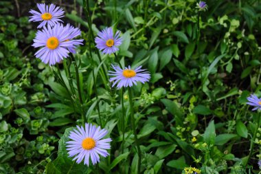 close-up, yellow with violet petals daisy flowers on green leaves in the bloom summer garden outdoors, beautiful blooming Doronicum Orientale background, colorful blossom flower heads pattern, macro
