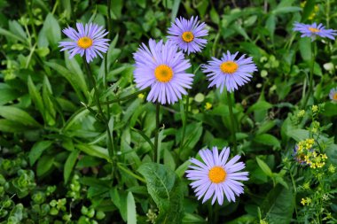 close-up, yellow with violet petals daisy flowers on green leaves in the bloom summer garden outdoors, beautiful blooming Doronicum Orientale background, colorful blossom flower heads pattern, macro