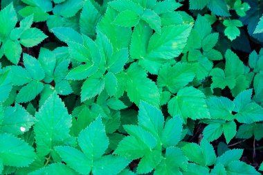 Yeşil yaprak deseni, bahçede çiçek açan bitki, doğal doku arka plan, taze bir bitkinin yakın çekimi, ilkbahar ormanı, yaprak detayı, yemyeşil yeşillik alanı yakın plan, bitkisel park çayırı