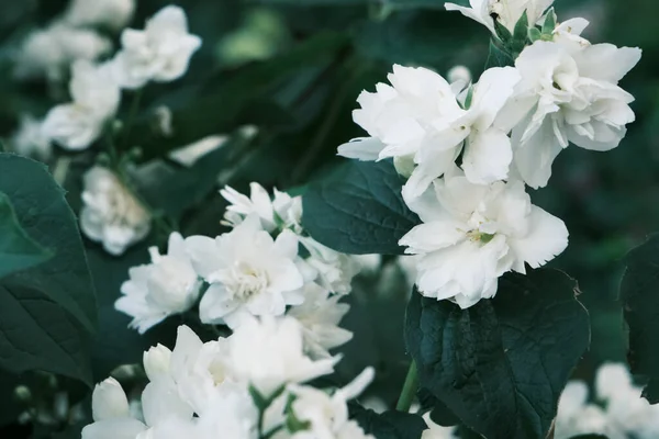 Kwitnące Białe Kwiaty Jaśminu Krzewie Zielonymi Liśćmi Letnim Ogrodzie Świeżym — Zdjęcie stockowe