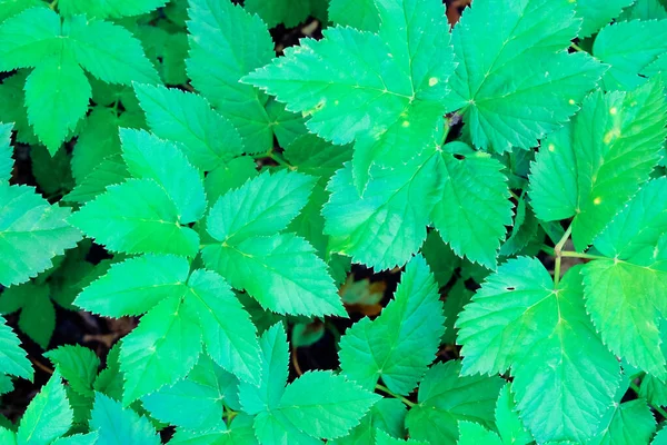 Hijau Mekar Pola Daun Mekar Herbal Taman Luar Ruangan Tekstur — Stok Foto