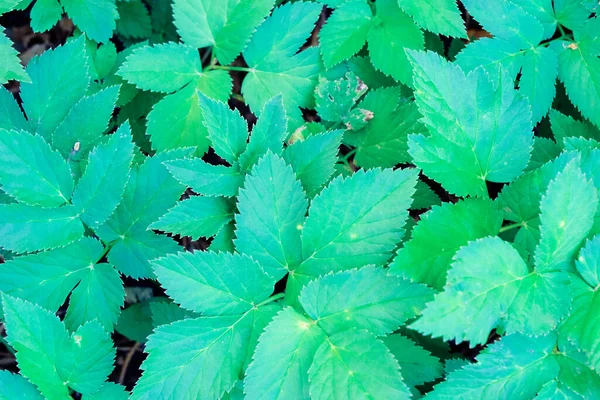 Hijau Mekar Pola Daun Mekar Herbal Taman Luar Ruangan Tekstur — Stok Foto