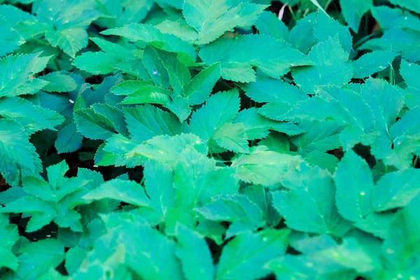 Hijau Mekar Pola Daun Mekar Herbal Taman Luar Ruangan Tekstur — Stok Foto