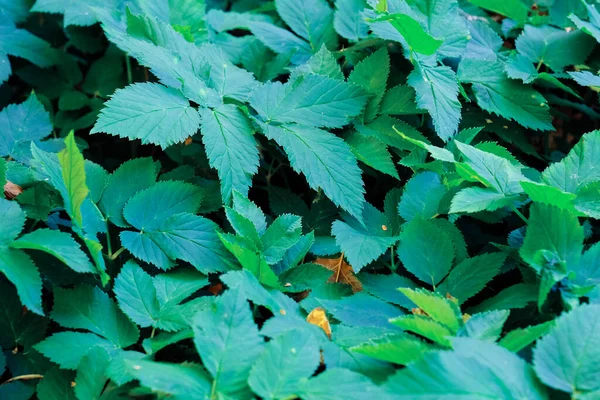 Hijau Mekar Pola Daun Mekar Herbal Taman Luar Ruangan Tekstur — Stok Foto