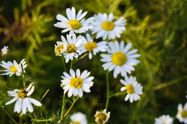 blooming yellow camomile flowers with white petals in a field, blossom chamomile in the summer garden, beautiful flower in the green grass outdoors, wild plant and herb close-up, floral background