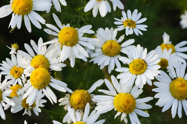 Blooming Yellow Camomile Flowers White Petals Field Blossom Chamomile Summer — Stock Photo, Image