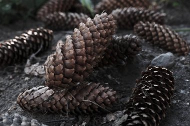 Kahverengi uzun biçimli köknar kozalakları bahçede yerde yatıyordu.