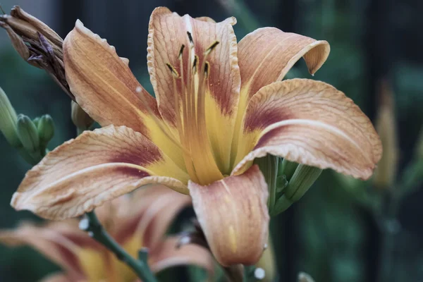 Blooming Tiger Lily Flower Close Summer Garden Outdoors Background — Stock Photo, Image