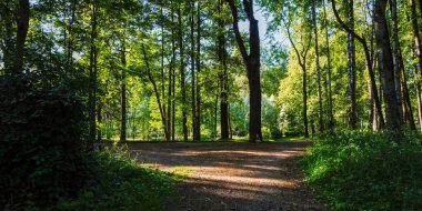 Yeşil yaz orman parkındaki manzaranın manzarası.