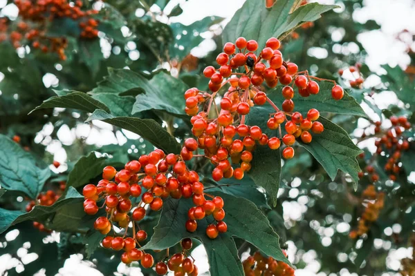 Red Viburnum Berries Tree Branch Green Leaves Autumn — Stock Photo, Image