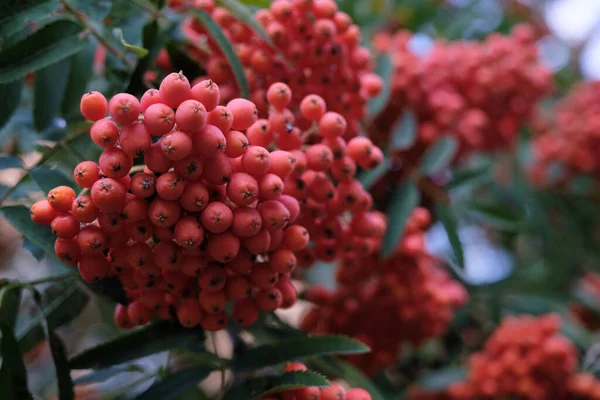 Baies Rouges Rowanberry Avec Des Feuilles Vertes Fraîches Dans Jardin — Photo